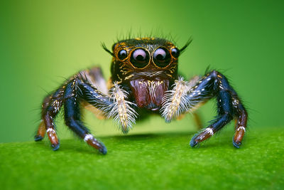 Close-up of spider