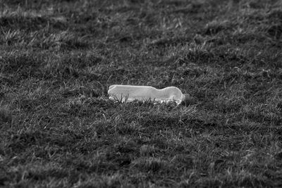 Side view of horse on field