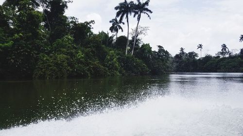 Scenic view of lake in forest against sky