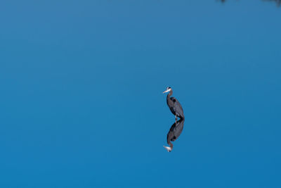 Great blue heron standing over its reflection in the glassy smooth water of a lake.