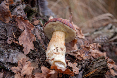 Close-up of mushroom growing on field