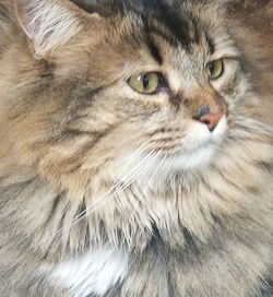 Close-up portrait of a cat