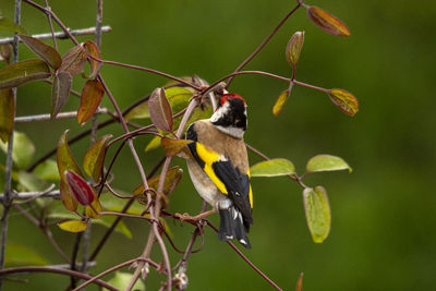 Close-up of bird perching on branch