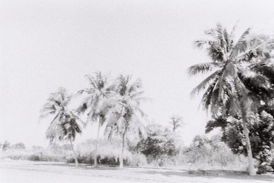 Palm trees on field against clear sky