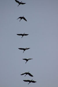 Low angle view of birds flying in sky