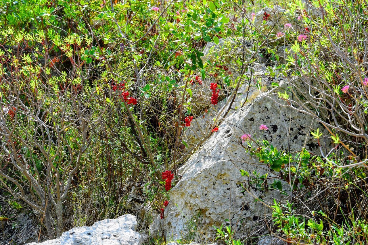 HIGH ANGLE VIEW OF BERRIES GROWING ON FIELD