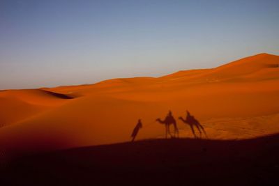 People with camels shadow on sand in desert against clear sky