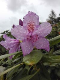 Close-up of wet pink flower