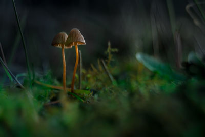 Close-up of mushrooms growing on field