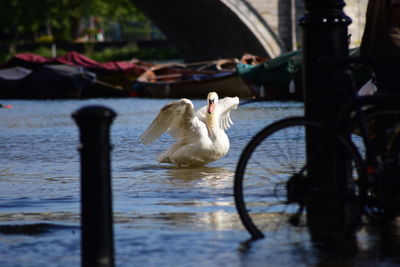 Swan in lake