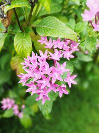 Close-up of flowers blooming outdoors