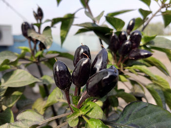 Close-up of a bird on plant