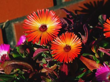 High angle view of red flowering plants