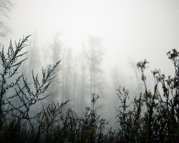 Plants growing on land against sky