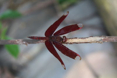 Close-up of insect on red plant