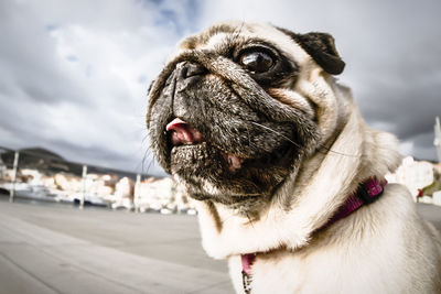 A beautiful and sweet pug looking in one direction.