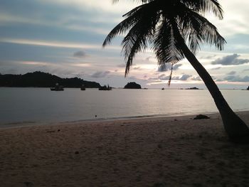 Palm trees on beach against sky during sunset