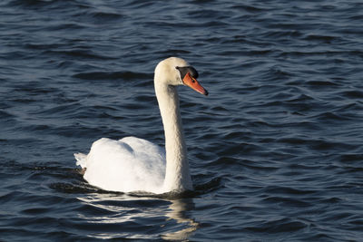 Swan floating on lake