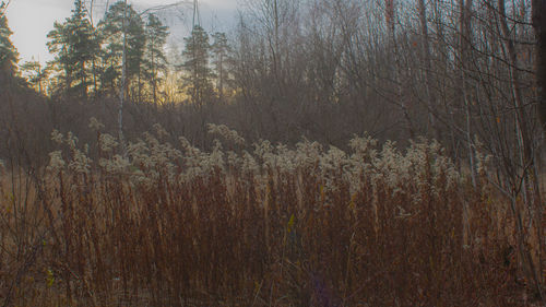 Plants growing on land