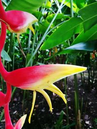 Close-up of red flower blooming outdoors