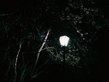 Trees in forest at night