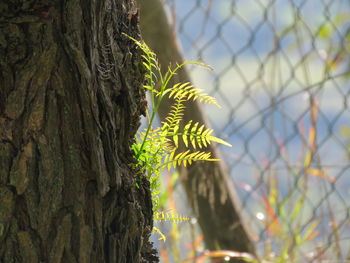 Close-up of tree