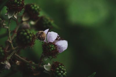 Close-up of white flowering plant