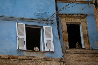 Window cat