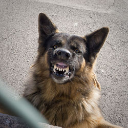 Close-up of stray dog snarling