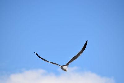 Low angle view of seagull flying in sky