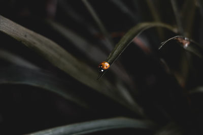 Close-up of insect on plant