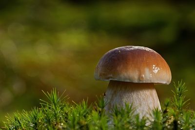 Close-up of mushroom growing on field