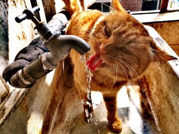 Close-up of cat drinking from tap