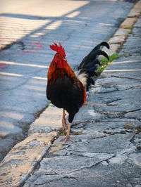 Rooster on street