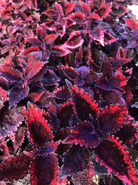 Full frame shot of red flowering plant