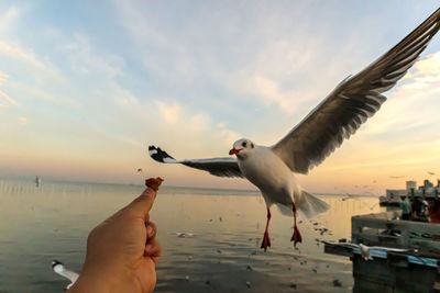 Close-up of seagull flying against sky during sunset