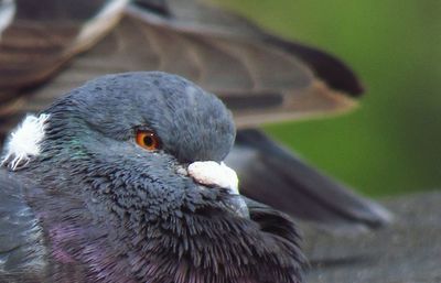 Close-up of pigeon