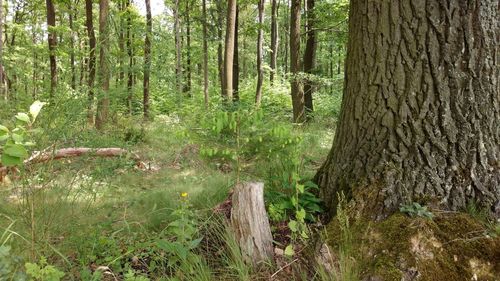 Scenic view of forest