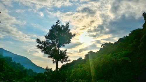 Low angle view of trees against cloudy sky