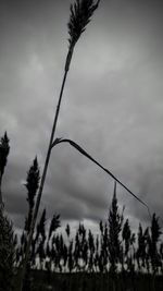 Low angle view of pine trees in forest against sky