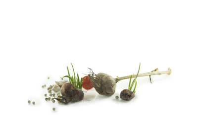 Close-up of fruits against white background