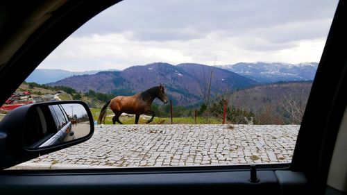 Horse looking through car window