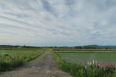 Scenic view of agricultural field against sky