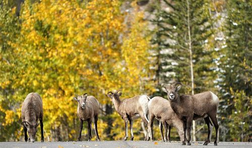 Sheep in a forest