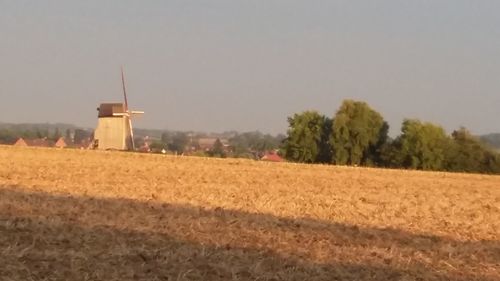 Trees growing on field