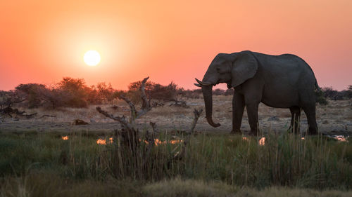 View of elephant on field during sunset