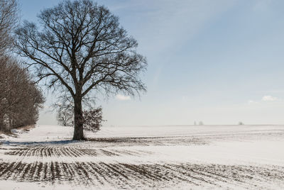 Bare tree on snow covered field against sky