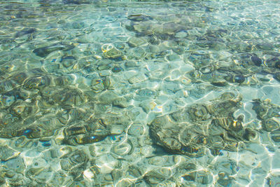 High angle view of fish swimming pool