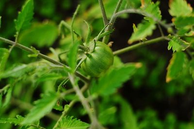 Close-up of fresh green plant