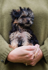 Close up of the hands of a woman holding a cute morkie puppy.